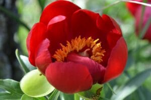 Uşak’ın kırmızı hazinesi: İtecik lalesi açtı – Birlik Haber Ajansı