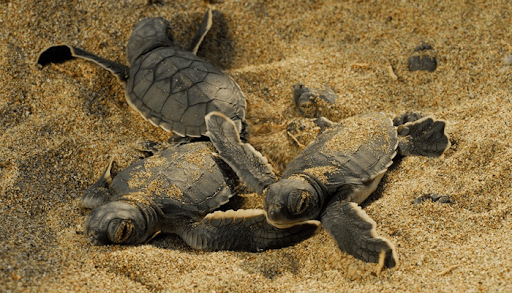 Kaplumbağalar için gece plaja giriş yasağı: 557 bin TL ceza – Birlik Haber Ajansı