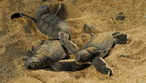 Kaplumbağalar için gece plaja giriş yasağı: 557 bin TL ceza – Birlik Haber Ajansı