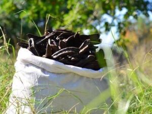 “Alanya Keçiboynuzu” coğrafi işaretle tescillendi – Birlik Haber Ajansı