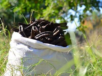 “Alanya Keçiboynuzu” coğrafi işaretle tescillendi – Birlik Haber Ajansı