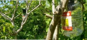 Akçiriş-Çarlaklı ve Üzümözü Mahallelerine kokarca tuzakları yerleştirildi – Birlik Haber Ajansı