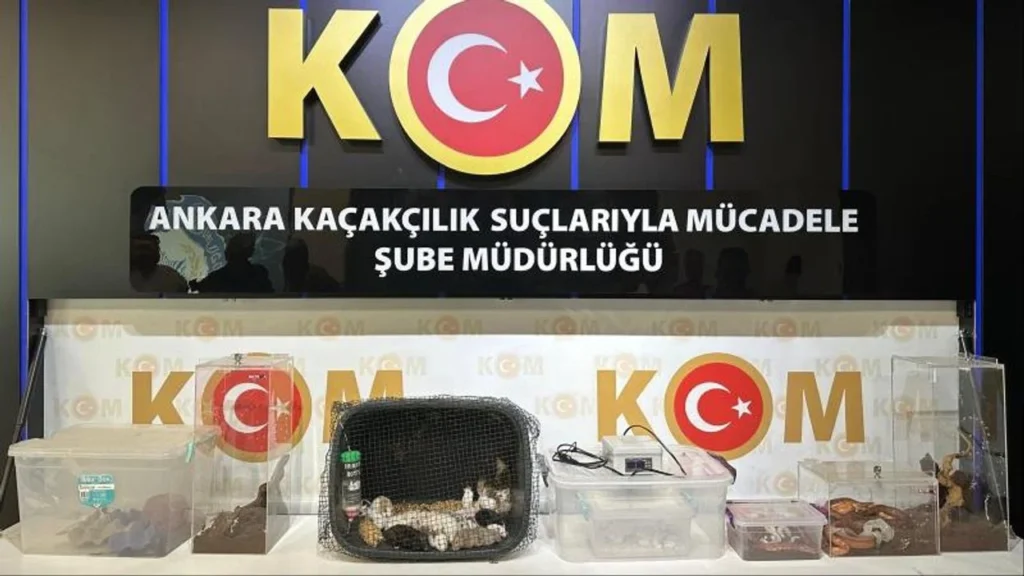 Ankara merkezli operasyonda 96 egzotik hayvan ele geçirildi – Birlik Haber Ajansı