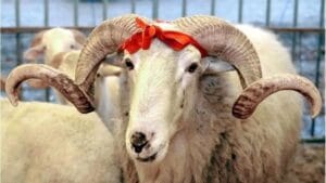 Kurban Bayramı tatili kaç gün? Kamuya idari izin açıklaması – Birlik Haber Ajansı