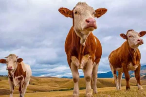 Kurban Bayramı’na sayılı gün kaldı… Kurbanlık hayvan düzeyi yeterli mi? – Birlik Haber Ajansı