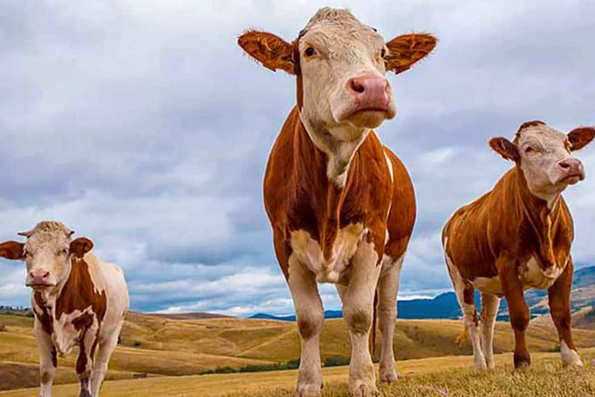 Kurban Bayramı’na sayılı gün kaldı… Kurbanlık hayvan düzeyi yeterli mi? – Birlik Haber Ajansı