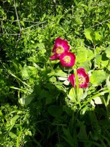 Mesudiye’de Manisa Lalesi bulundu – Birlik Haber Ajansı