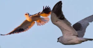 Doğanın kalbi Milleyha Kuş Cenneti artık koruma altında – Birlik Haber Ajansı