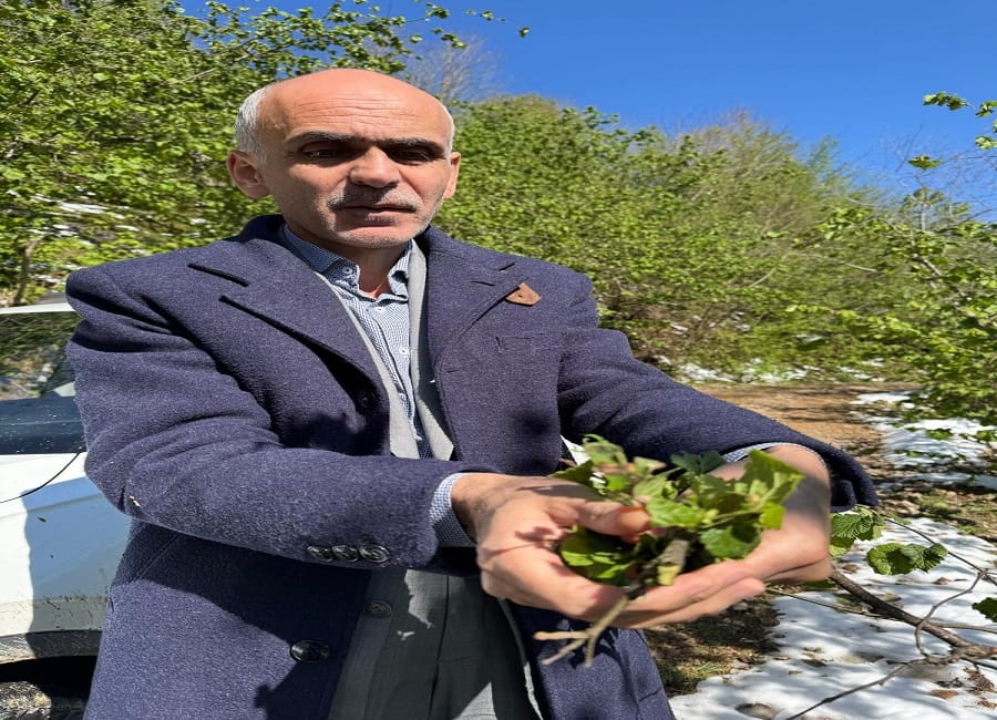 Nurittin Karan: Fındık üretim rekoltesi 450 bin tonu geçmez – Birlik Haber Ajansı