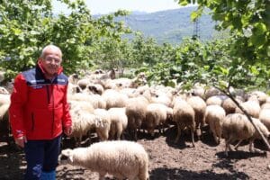 Başkan Güler: Dağıtımını yaptığımız hayvanları kendimiz yetiştiriyoruz – Birlik Haber Ajansı