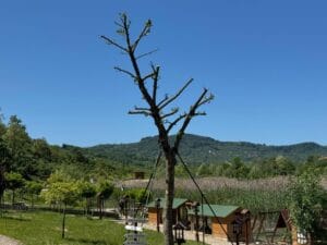 Kesilecek ağacı Ordu Büyükşehir Belediyesi kurtardı – Birlik Haber Ajansı