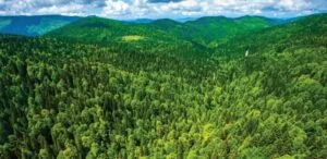 Bilecik’te ormanlara giriş 5 ay yasaklandı – Birlik Haber Ajansı