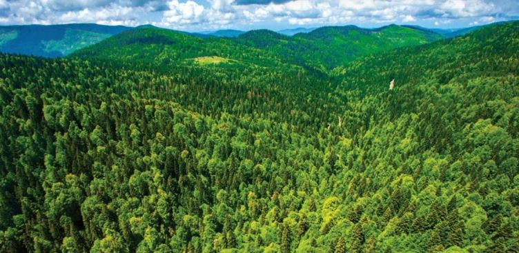 Bilecik’te ormanlara giriş 5 ay yasaklandı – Birlik Haber Ajansı