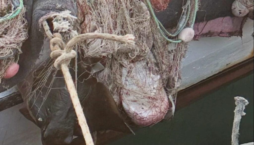 İzmir’de su ürünleri denetimlerinde ceza yağdı – Birlik Haber Ajansı