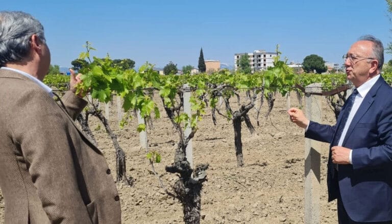 Manisa’da üreticilere genişletilmiş hibe desteği – Birlik Haber Ajansı