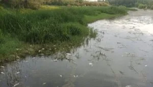 Dicle Nehri alarm veriyor! Su seviyesi düştü, balıklar toplu halde öldü – Birlik Haber Ajansı