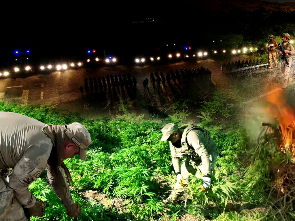 Diyarbakır’da 12 Milyon 389 Bin 174 Adet Kök Kenevir Ele Geçirildi – Birlik Haber Ajansı