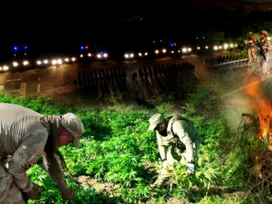 Diyarbakır’da 12 Milyon 389 Bin 174 Adet Kök Kenevir Ele Geçirildi – Birlik Haber Ajansı