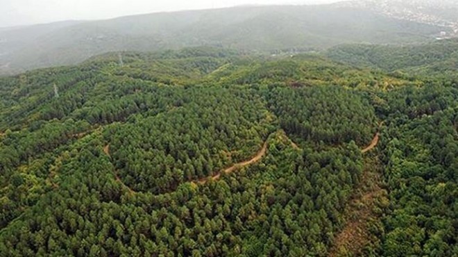 Şanlıurfa’da ormanlara girişler yüksek sıcaklık nedeniyle yasaklandı – Birlik Haber Ajansı