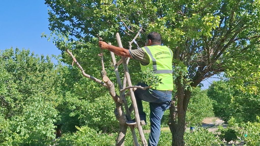 Beypazarı’nda sakızlık ve menengiç ağaçlarına antep fıstığı aşılaması başladı – Birlik Haber Ajansı