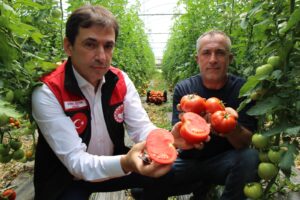 Amasya’da domates hasadı başladı – Birlik Haber Ajansı