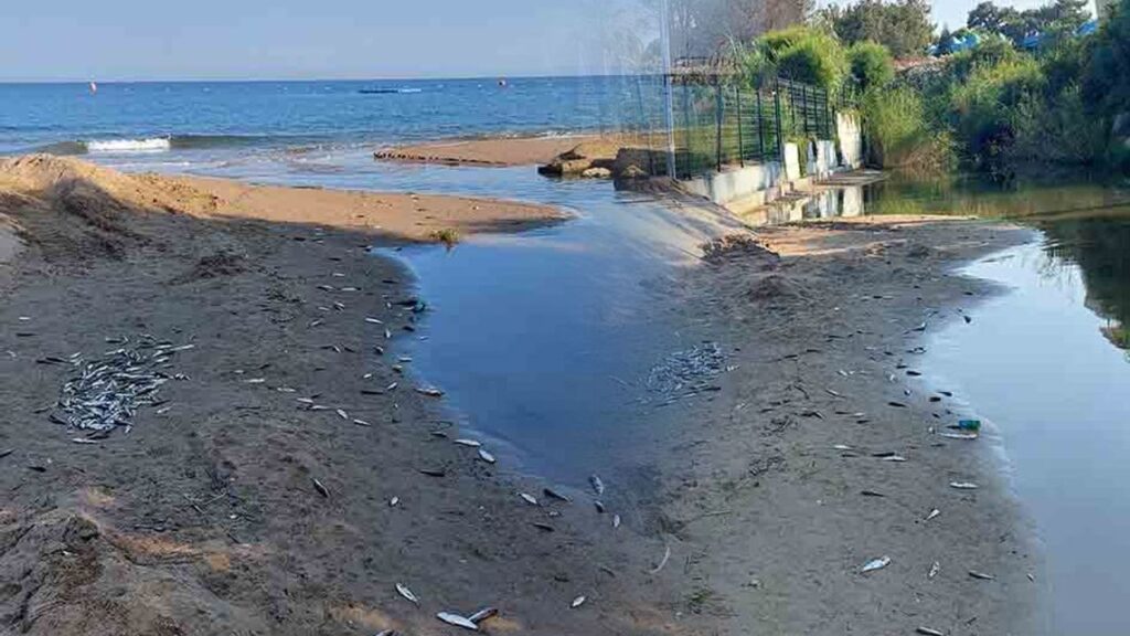 Manavgat'ta acısu kanalında toplu balık ölümleri: Kimyasal atık şüphesi