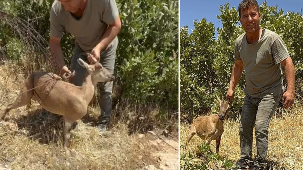 Tel örgülere sıkışan dağ keçisi kurtarıldı, doğaya salındı – Birlik Haber Ajansı