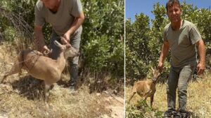 Tel örgülere sıkışan dağ keçisi kurtarıldı, doğaya salındı – Birlik Haber Ajansı