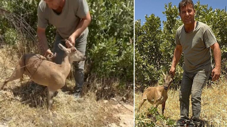 Tel örgülere sıkışan dağ keçisi kurtarıldı, doğaya salındı – Birlik Haber Ajansı