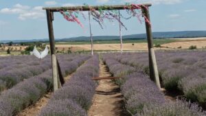 Edirne Keşan’ın Lavanta Deryası’nda hasat heyecanı – Birlik Haber Ajansı