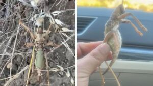 Batman’da 20 santimetrelik dev etçil çekirge görüldü – Birlik Haber Ajansı