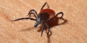 İstanbul’da 2025 yılında 7 bin 2 kene vakası bildirildi – Birlik Haber Ajansı