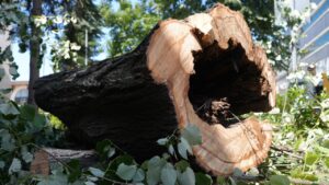 Düzce Cedidiye Camii yanındaki tehlike arzeden “çürümüş ağaç” kesildi – Birlik Haber Ajansı