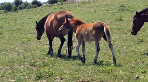 Beypazarı’nda Yılkı Atları tayları ile görüntülendi – Birlik Haber Ajansı