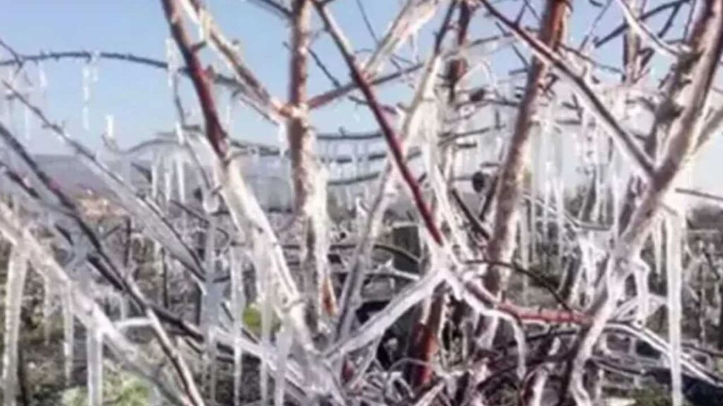 Zirai Don Komisyonu saha ziyaretlerine devam ediyor: Üretici zararı raporlanıyor – Birlik Haber Ajansı