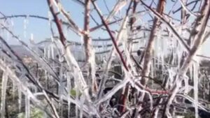 Zirai Don Komisyonu saha ziyaretlerine devam ediyor: Üretici zararı raporlanıyor – Birlik Haber Ajansı