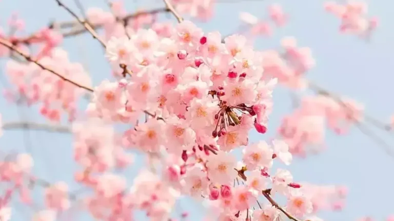 Kurban Bayramı süresince Türkiye'nin hava durumu