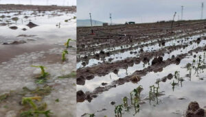 Aksaray’da dolu yağışı tarım arazilerini vurdu – Birlik Haber Ajansı