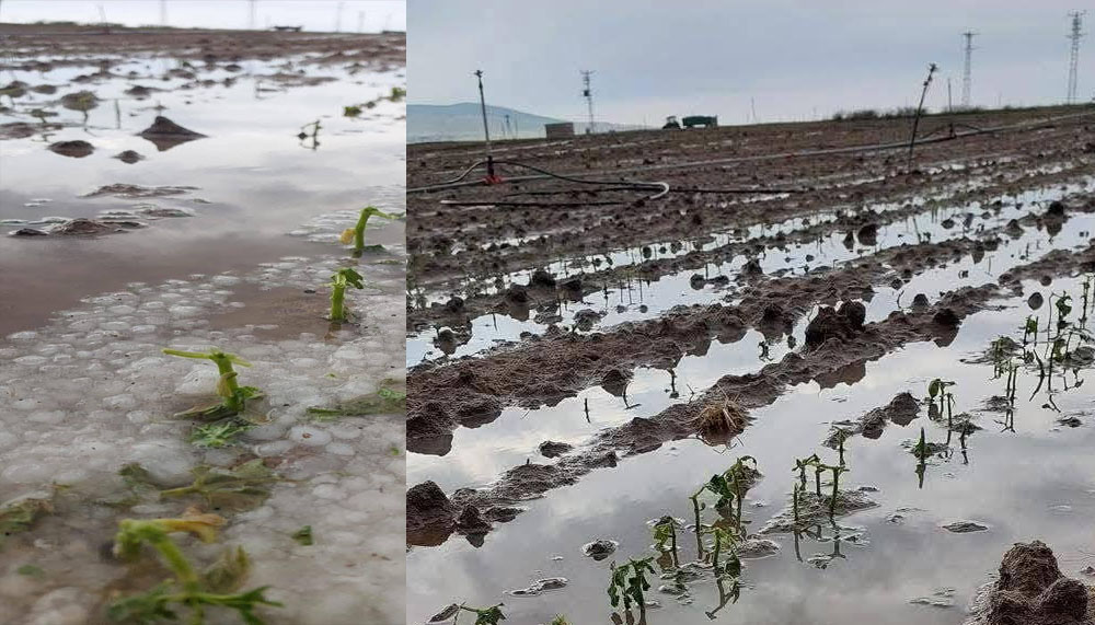 Aksaray’da dolu yağışı tarım arazilerini vurdu – Birlik Haber Ajansı