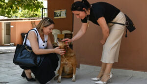 Sokak Hayvanları Komisyonu Alaşehir ve Sarıgöl’de incelemelerde bulundu – Birlik Haber Ajansı
