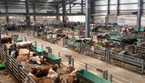 Erzurum’da Doğu Anadolu Canlı Hayvan Borsası’na büyük ilgi – Birlik Haber Ajansı