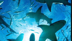 Mersin açıklarında dev köpekbalıkları görüldü, uzmanlar açıklama yaptı – Birlik Haber Ajansı