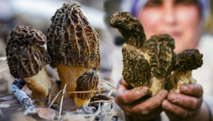 Antalya Akseki’de ‘Göbek’ zamanı! – Birlik Haber Ajansı