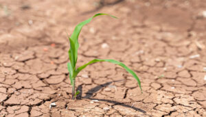 TEMA: Toprağı iyileştirmek, geleceği korumaktır