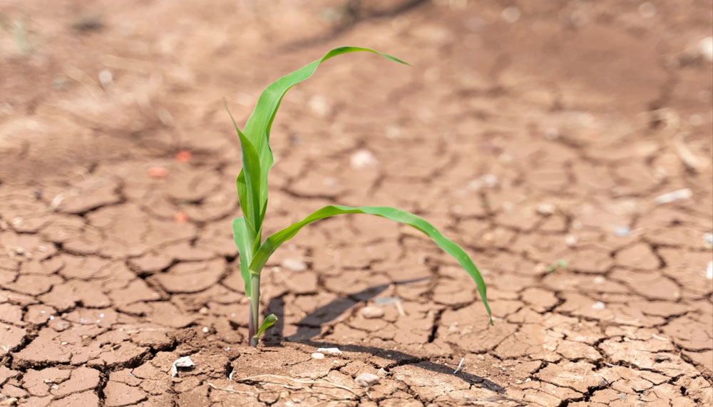 TEMA: Toprağı iyileştirmek, geleceği korumaktır