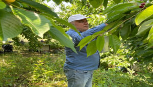 Gödene Kirazında hasat başladı – Birlik Haber Ajansı