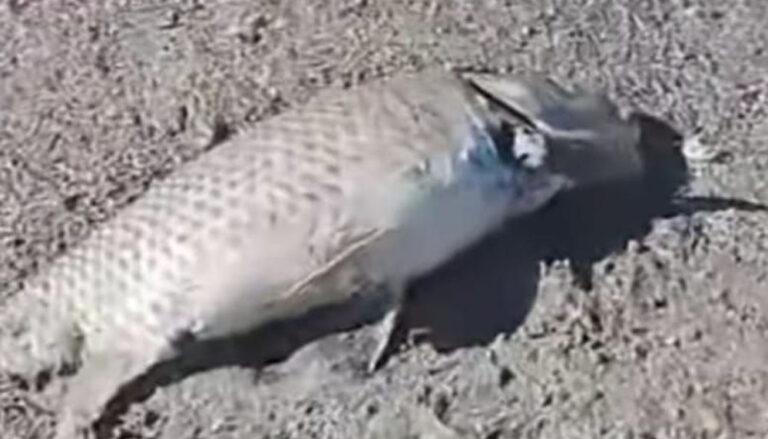 Eğirdir Gölü’nde balık ölümleri devam ediyor – Birlik Haber Ajansı