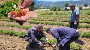 Mamak Köyü’nde çilek ve gül üretimine yakın takip – Birlik Haber Ajansı