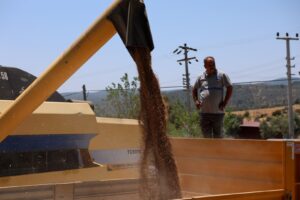 Belediyeden üç buçuk ton buğday hasadı – Birlik Haber Ajansı