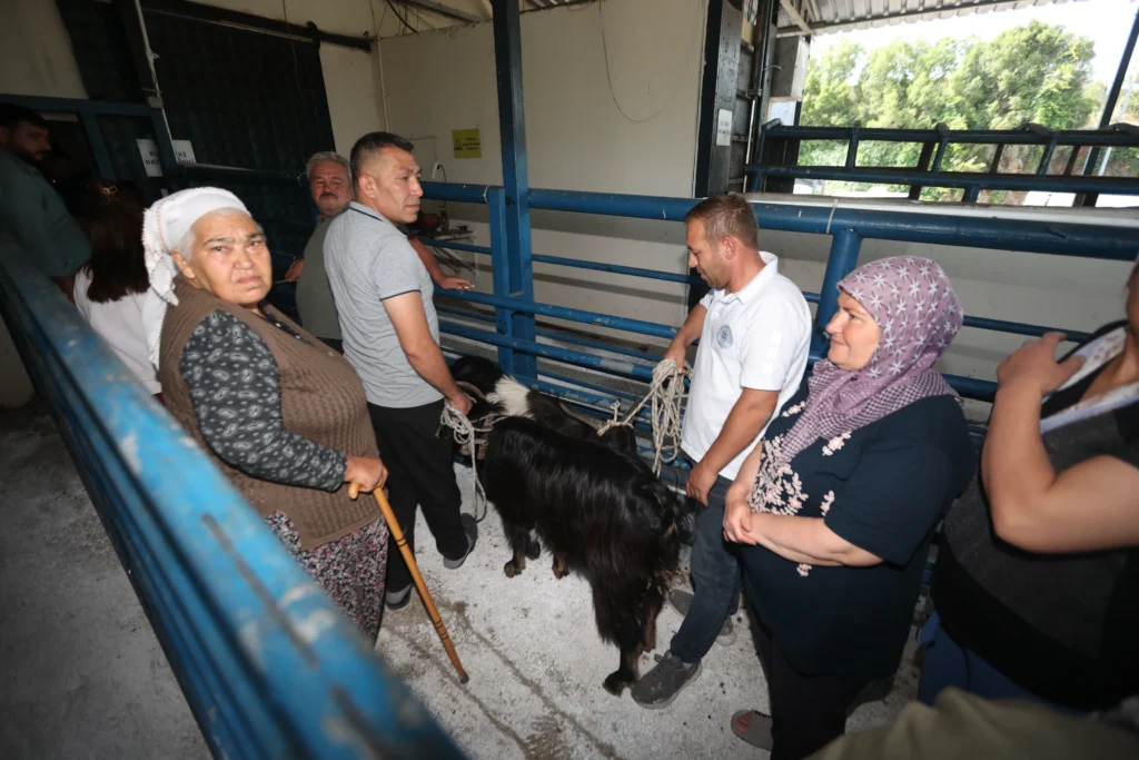 Muğla Büyükşehir mezbahaları bayramda tam kapasite çalıştı – Birlik Haber Ajansı